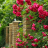 Kudrnaté růže (59 fotek): péče o aristokratickou krásu